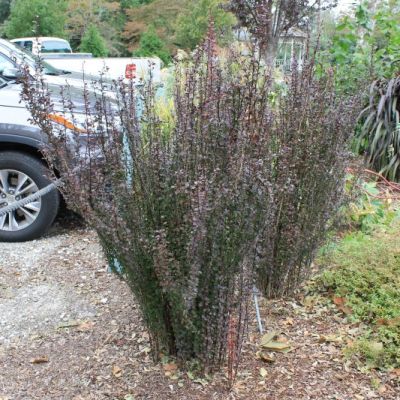 Helmond Pillar Japanese Barberry